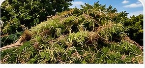 Limpieza de jardines